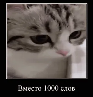 🌟 Вместо 1000 слов gato, meme, engraçado, animal, expressão, palavras telegram sticker