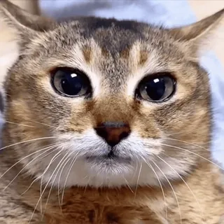 😁 gato, animal de estimação, animal, fofo, olhos, felino whatsapp sticker