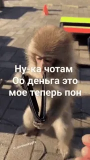 ❤️ Ну-ка чотам
Оо деньга это мое теперь пон 원숭이, 돈, 지갑, 동물, 웃긴 telegram sticker