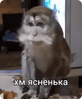 🌟 ХМ ЯСНЕНЬКА scimmia, meme, russo, divertente, animale, carino whatsapp sticker