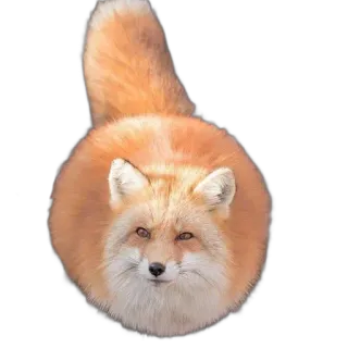 ⚾ fox, animal, cute, round, wildlife telegram sticker