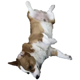 💤 dog, corgi, animal, pet, domestic animal telegram sticker