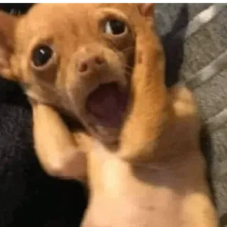😀 dog, chihuahua, scared, funny, surprised whatsapp sticker