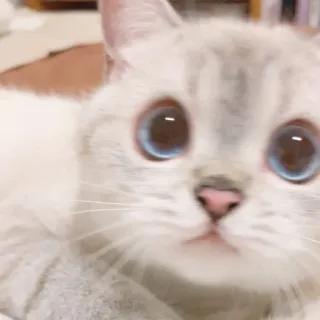 🌷 猫, 小猫, 动物, 宠物, 可爱, 蓝眼睛 telegram sticker