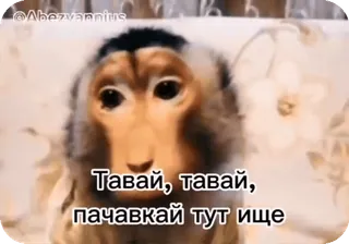 🌟 Давай, давай, пачавкай тут ище ลิง, น่ารัก, สัตว์, ไพรเมต, มีม whatsapp sticker