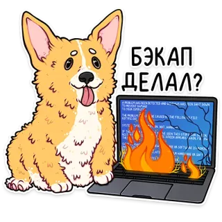 🔥 БЭКАП ДЕЛАЛ? corgi, anjing, laptop, layar biru, komputer, api telegram sticker