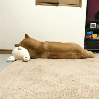 🐾 Hund, Haustier, Shiba Inu, Tier, süß, schlafend, Stofftier, Säugetier whatsapp sticker