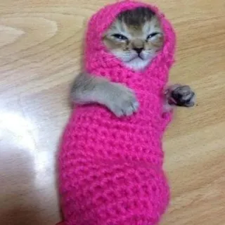 💘 kätzchen, katze, tier, süß, rosa, kapuze, schläfrig, haustier telegram sticker
