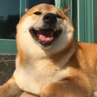 🏷 chó, shiba inu, vui vẻ, động vật, thú cưng, cười telegram sticker