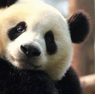 😐 panda, animal, wildlife, bear, cute, mammal telegram sticker