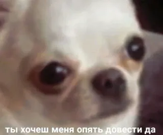 😵 ты хочеш меня опять довести да telegram sticker