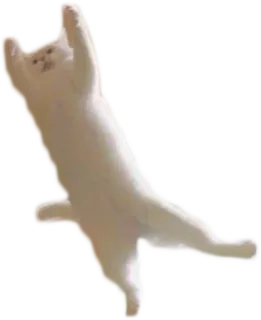 🚶 cat, animal, pet, funny, white cat, dancing telegram sticker