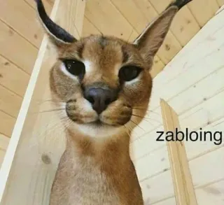 🐱 zabloing Katze, Tier, Floppa, Meme telegram sticker