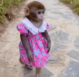 😍 macaco, vestido, animal, fofo, engraçado, primate, roupa, rosa telegram sticker
