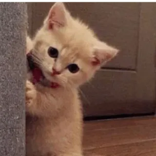 😀 kitten, kat, schattig, huisdier, dier, piepen telegram sticker
