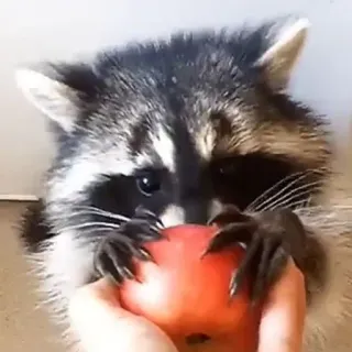 🍎 mapache, animal, manzana, lindo, mamífero, fauna telegram sticker