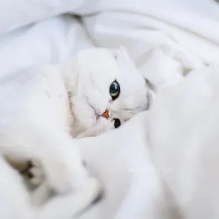 🐱 猫, 白猫, 宠物, 动物, 可爱, 小猫 telegram sticker