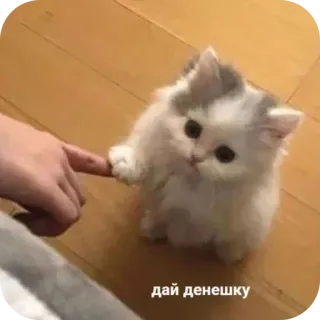 💴 дай денешку telegram sticker
