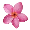 🌸