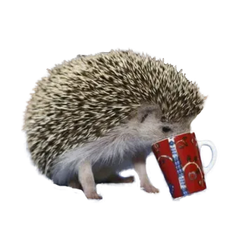 🤐 hedgehog, animal, cup, tea, coffee, mug, cute telegram sticker