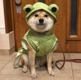 🌟 perro, shiba inu, rana, impermeable, animal, mascota, lindo whatsapp sticker
