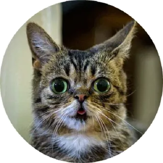 😝 chat, animal, mignon, animal de compagnie, drôle telegram sticker