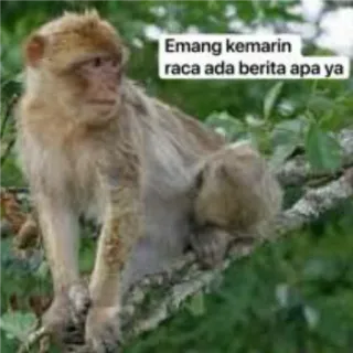 🙂 Emang kemarin raca ada berita apa ya małpa, zwierzę, mem, śmieszne, dzika przyroda whatsapp sticker