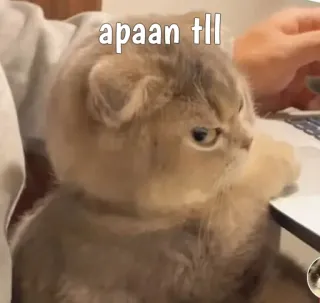 😾 apaan tll кот, смешной, мем, животное whatsapp sticker