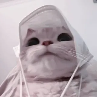 💗 кот, маска, милый, животное telegram sticker