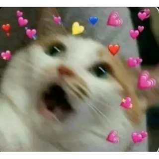 🐱 cat telegram sticker