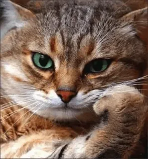 🐈 แมว, น่ารัก, สัตว์, สัตว์เลี้ยง, กำลังคิด telegram sticker