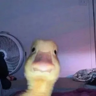 👀 duck, animal, bird, cute whatsapp sticker