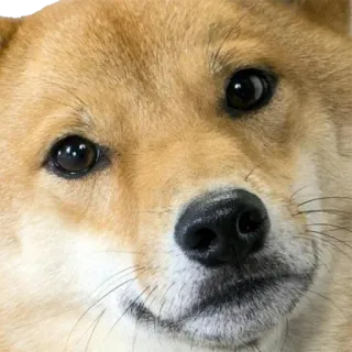 🙃 Doge dog, shiba inu, meme, internet meme, doge telegram sticker