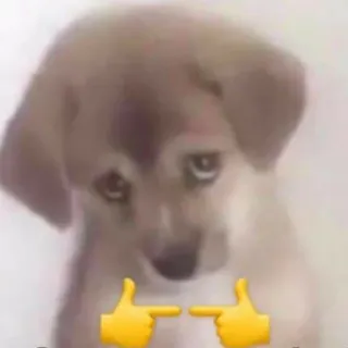 🥺 Hund, Welpe, süß, Tier, Meme, Fingerpistolen whatsapp sticker