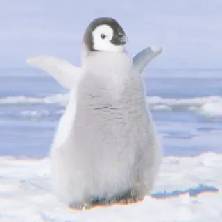 🐧 pinguim, filhote de pinguim, fofo, animal, vida selvagem, Antártida telegram sticker