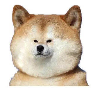 😲 собака, акита, милый, животное, стикер telegram sticker