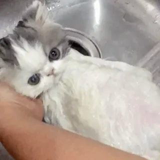 🐾 猫, 子猫, ペット, 動物, ペット, かわいい telegram sticker