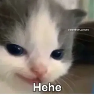🐈 Hehe chat, chaton, hehe, mème, drôle, animal whatsapp sticker