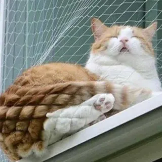 🤔 猫, 动物, 宠物, 睡觉, 可爱, 橙色, 白色 telegram sticker