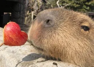 ❤ capivara, animal, roedor, coração, maçã, fofo, animal de estimação whatsapp sticker