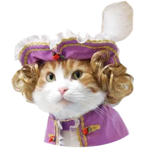 👸 cat, animal, pet, cute, funny, purple, wig, costume telegram sticker