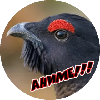 👌 ANIME!!! Anime, Vogel, Dier, Hoofd telegram sticker