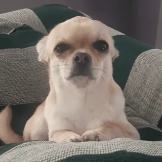 🤨 perro, chihuahua, mascota, animal, lindo, retrato, animal doméstico telegram sticker