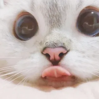 🐈 猫, 子猫, かわいい, 動物, ペット, 顔, 舌 whatsapp sticker