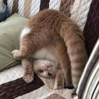🙃 고양이, 유연한, 요가, 웃긴, 애완 동물 telegram sticker