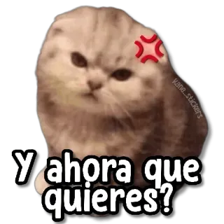 😡 Y ahora que quieres? 猫, 生气, 表情包, 搞笑 whatsapp sticker