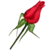 🌹