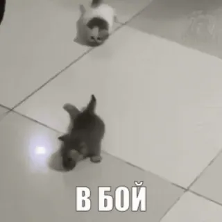 🤬 В БОЙ Kampf, Katzen, Tiere, Schlacht telegram sticker