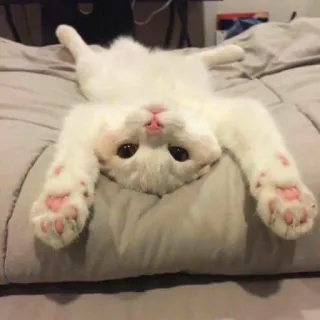 😴 Katze, Kätzchen, süß, Tier, Haustier, weiße Katze telegram sticker
