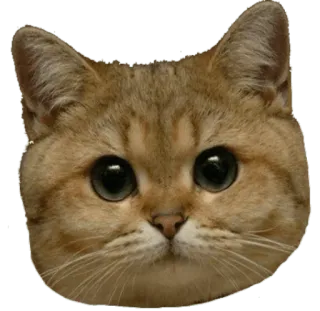 😡 cat, kitten, cute, animal, pet, domestic, feline telegram sticker